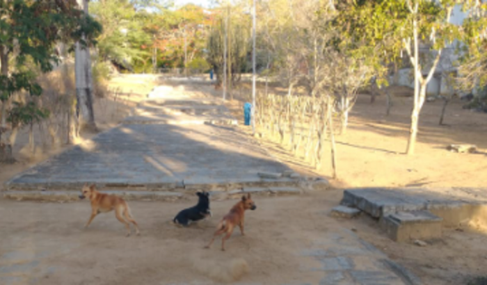 Ajuda para comprar antipulgas para os gatinhos e doguinhos da UFCG