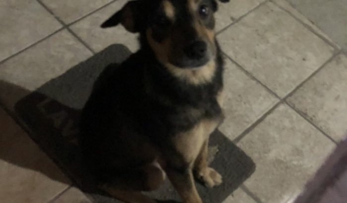 Ajudem a pagar o tratamento do Billy!!!