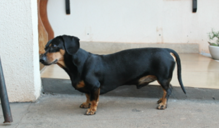 Cirurgia do PET