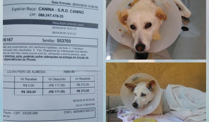 Me ajudem a trazer a Sunny pra casa!