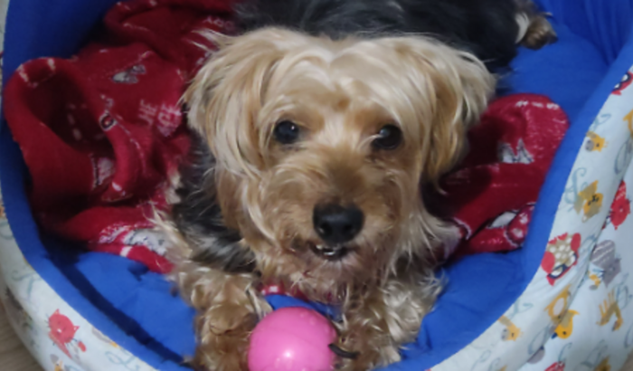 Tratamento para Naya 🐶