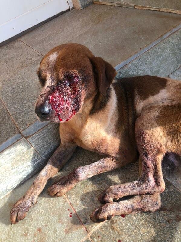 Cachorro gravemente ferido 