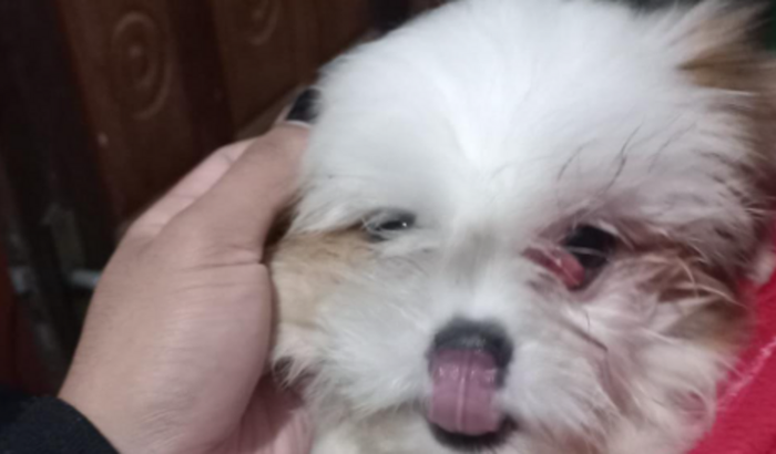 Cirurgia de cachorro - Filhote 