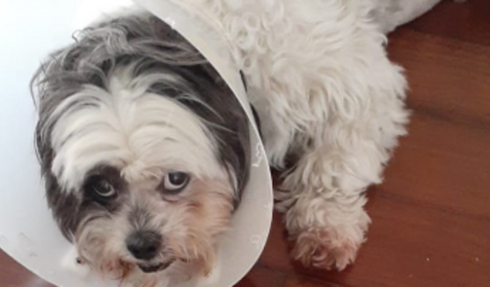 Ajuda para salvar meu cãozinho!