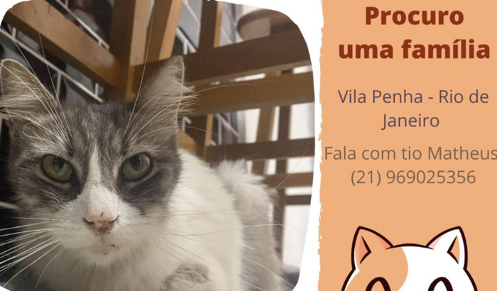 Ajude-nos a salvar essa gatinha