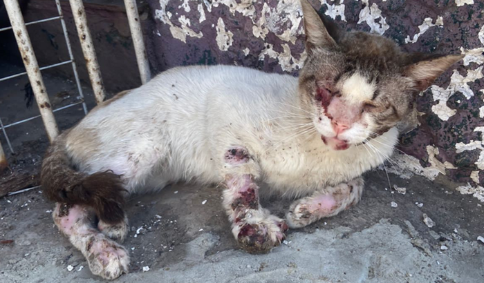 Recuperação gatinho Marcelo 