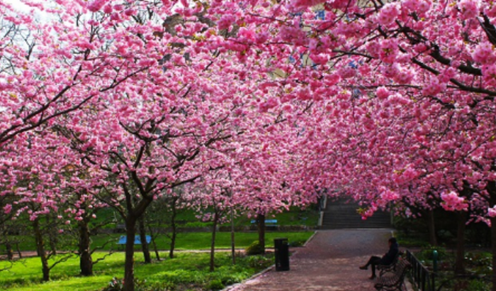 Viagem para a Terra do Sol Nascente