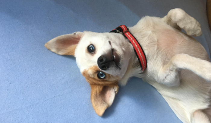 Pagar cirurgia da Lua 🐕❤️