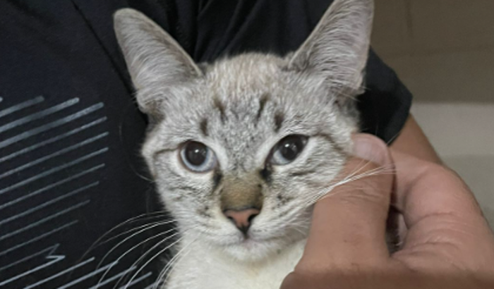 Castração e vacina dos gatinhos