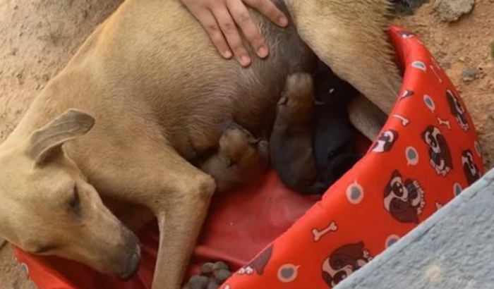 Castração para os pets da faculdade.