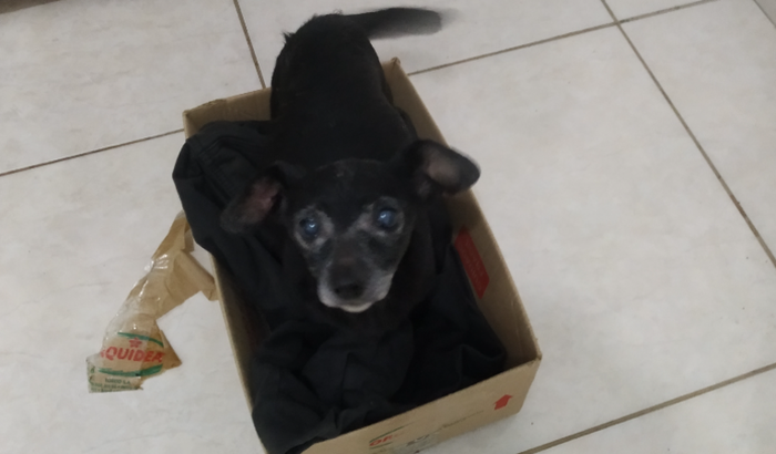 Aluguel Atrasado Urgente