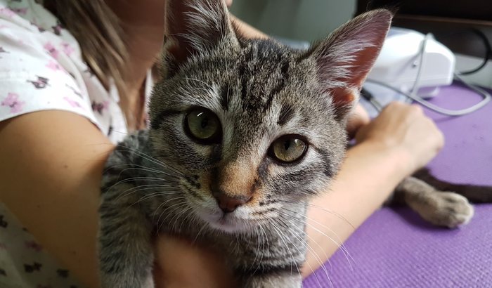 Nico - Um gato especial