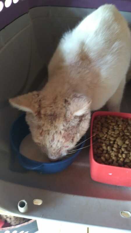 Gato sarna avançada 