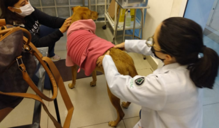Cirurgia da Zoe
