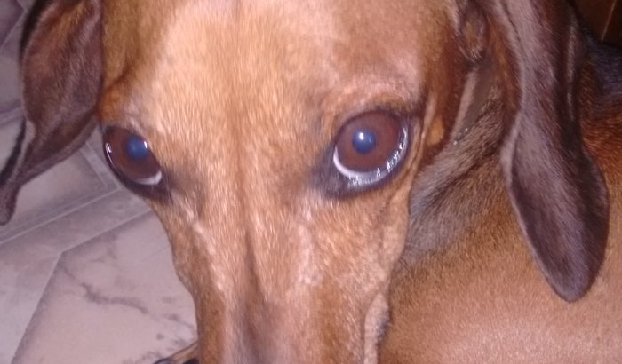 Salvando a Layla