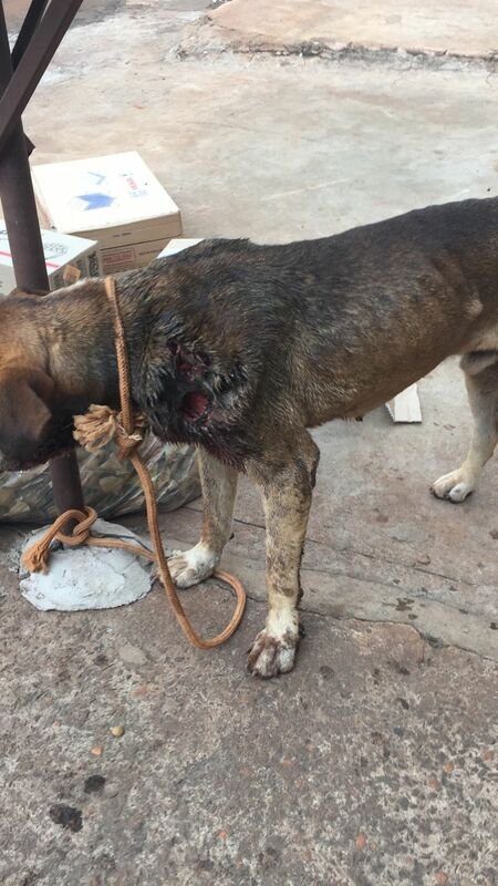 Cachorro ferido