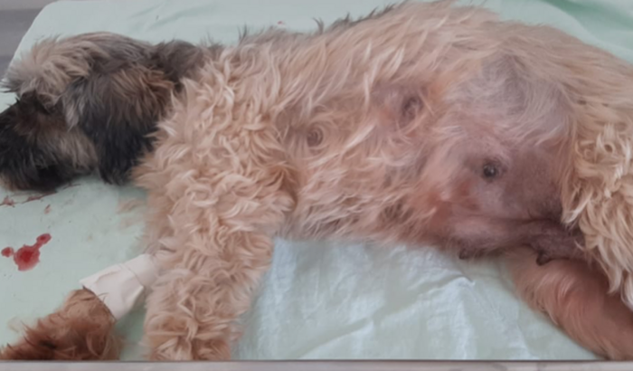 Ajuda urgente, kiara precisa de ajuda, esta com um tumor grave