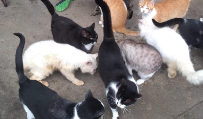 Ajuda pra nossos anjos de 4 patas 