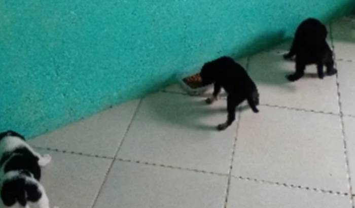  COMPRA DE VEÍCULO  PARA  AU AU CANIL SOLIDÁRIO