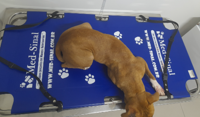 Nos ajude a salvar Enola
