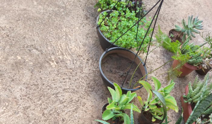 Ajuda para abrir uma pequena floricultura