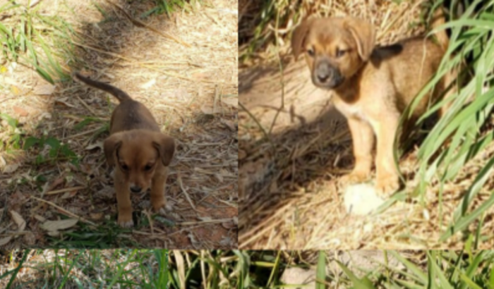 Ajude Dona Maria e seus cães!