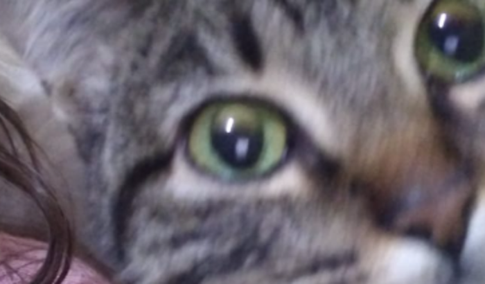 Ajuda castrar mel mia e sapequinha