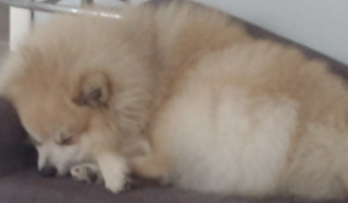Universo Canino