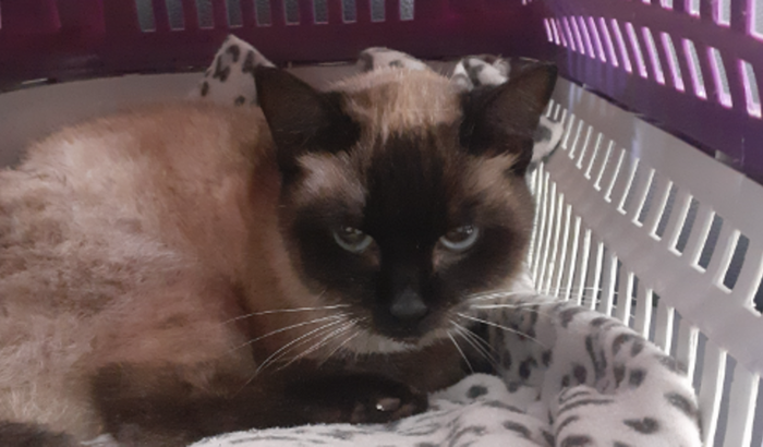 PARA O TRATAMENTO DE FELV DA GATINHA NINA