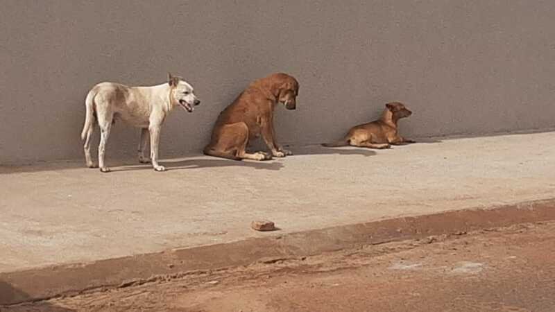 Cachorros de rua 