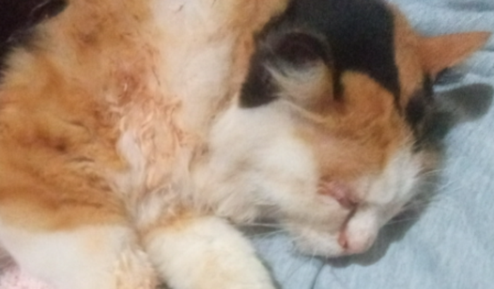 Miau-Chita