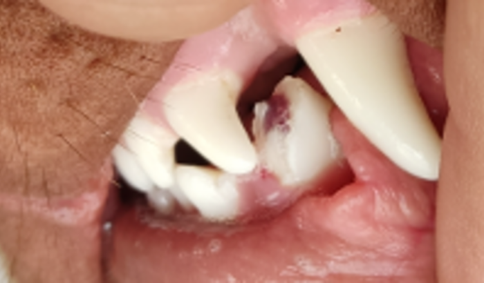 Ajuda pra cirurgia de minha cadela