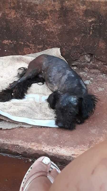 Cachorrinho atropelado 