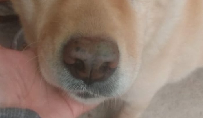 Comprar remédio pra minha cachorra 