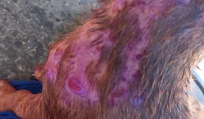 Não deixe eles morrer