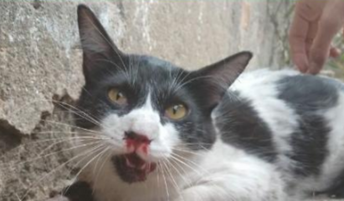 QUEIXO NOVO PARA GATINHA REMELA