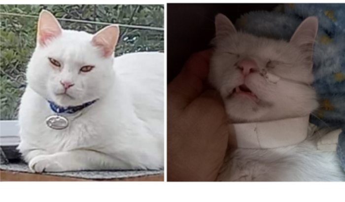 Vamos salvar a vida do gato Carlos Gardel?