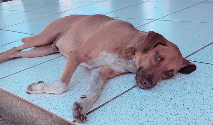 Ajuda para animais de rua Baixo Guandu/ES e Aimorés/MG.
