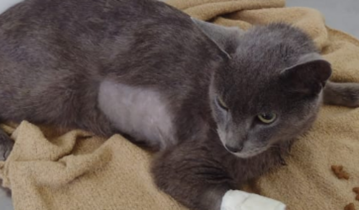 Ajuda para a internação do gato José