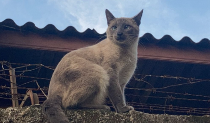 Contribua na castração de um gatinho de rua!!