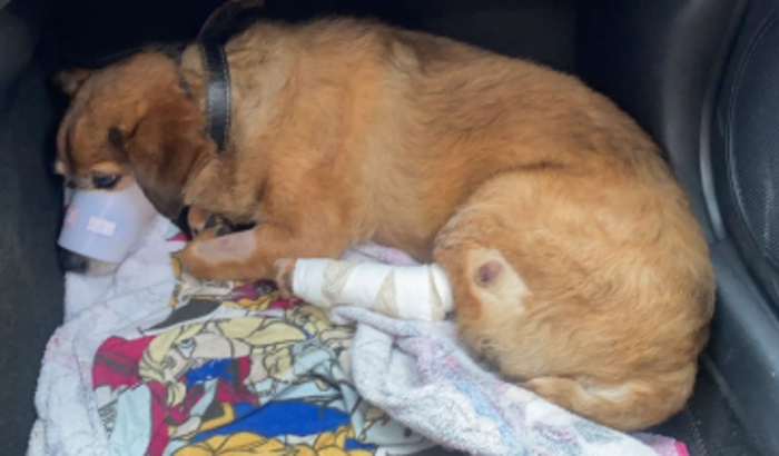 Ajudar meu cachorro que foi atropelado