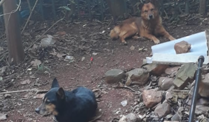 Ajuda ao Cães abandonados no Parque Previdência 