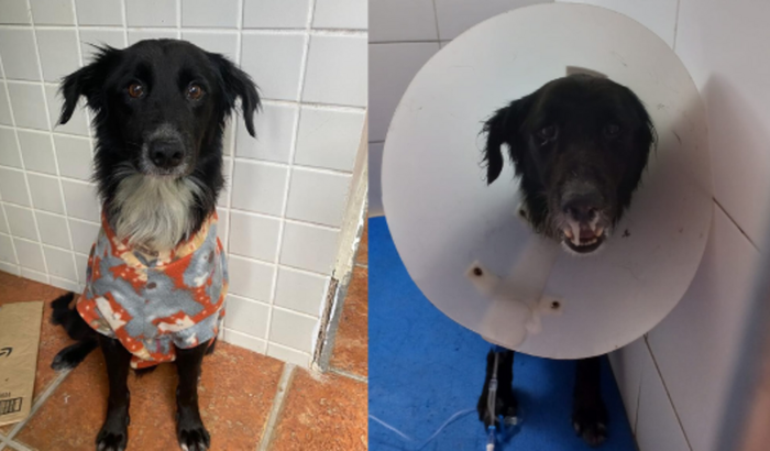 Thoth precisa vencer a pneumonia