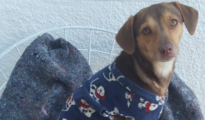 Ajuda para cachorra adotada, achada.