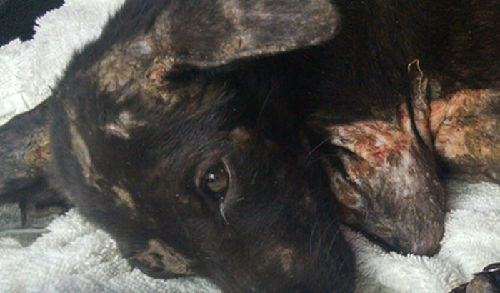 [Patinhas Carentes] Resgate e Internação do Tuti