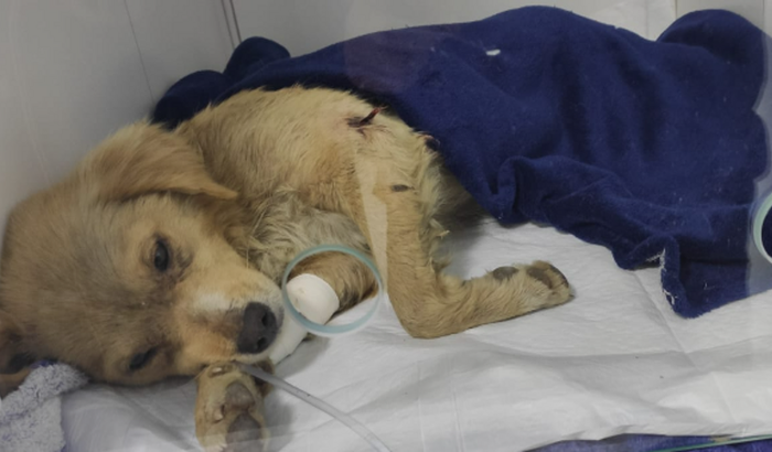 Ajuda cachorrinha atacada