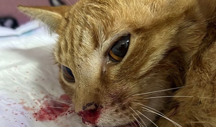 GATO ATROPELADO NECESSITA DE AJUDA URGENTE