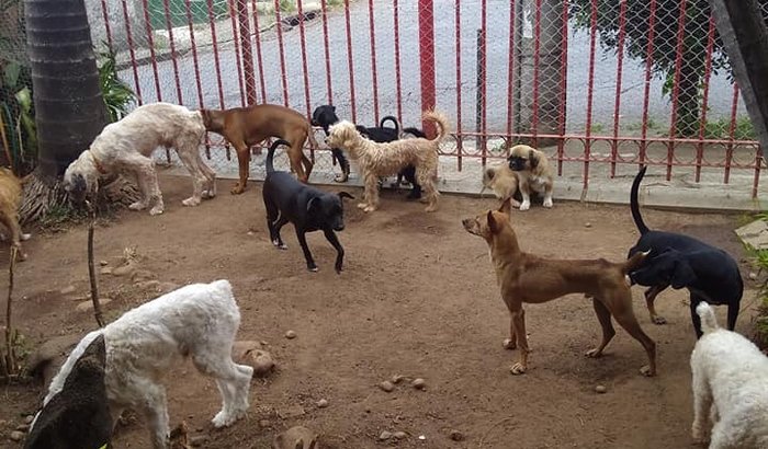 Darlem e seus 57 animais! 