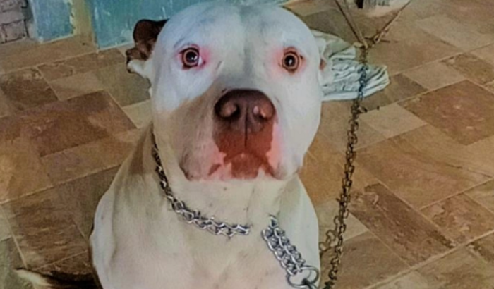 Cirurgia do Brutus