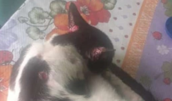 Gatinhos com esporotricose